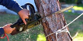 Best Tree Health Inspection  in Santa Claus, IN
