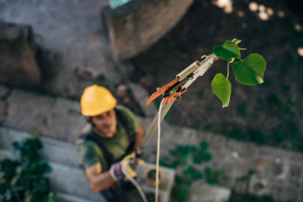 Reliable Santa Claus, IN Tree Services Solutions