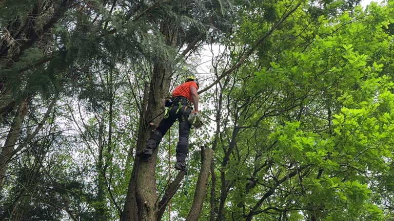 Best Tree Cabling and Bracing  in Santa Claus, IN