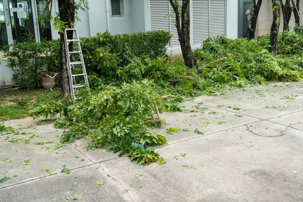 Best Emergency Tree Removal  in Santa Claus, IN