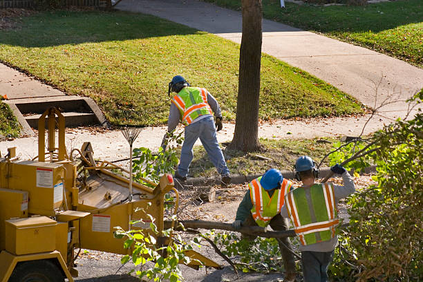 Best Tree Maintenance Programs  in Santa Claus, IN
