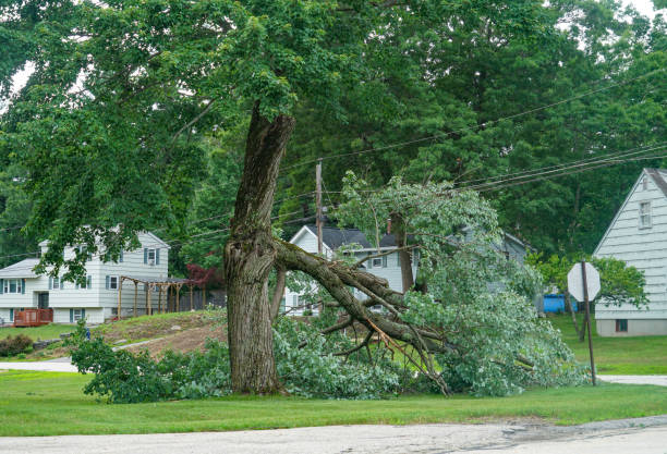 Best Tree Risk Assessment  in Santa Claus, IN
