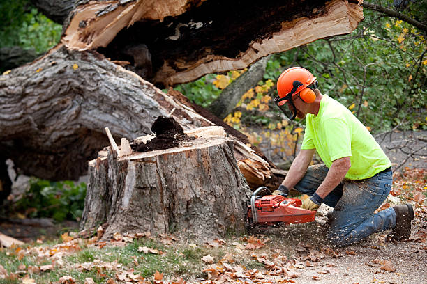 Best Stump Grinding and Removal  in Santa Claus, IN
