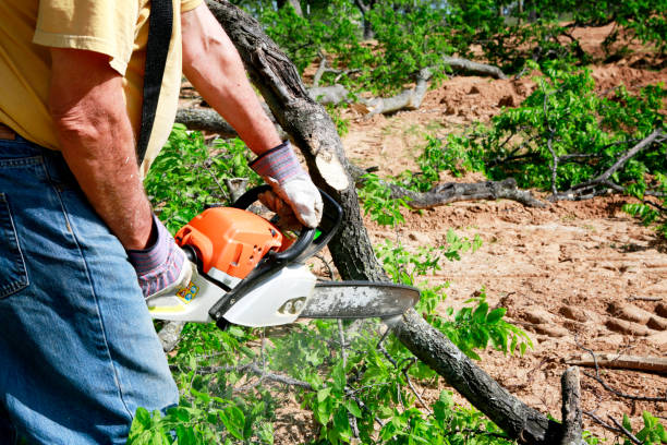 Best Lawn Maintenance Plans  in Santa Claus, IN